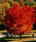 Our beloved lakeside vibrant red maple. He seems to change from green to this beautiful brilliant red right before our eyes.